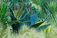Agave salmiana in the arid garden. Tremenheere Sculpture Gardens, Cornwall 