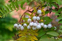 Sorbus cashmiriana berries.
