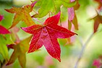 Liquidamber styraciflua 'Worplesdon' leaves in autumn colour
