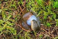 Terrestrial slugs - a mating pair carrying out external sperm exchange on garden lawn.