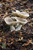 Clitocybe odoro - 'Aniseed toadstool' - Mature examples. Woodland adjacent to gardens at Burrswood Home, Kent.  October.