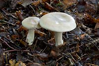 Clitocybe odoro - 'Aniseed toadstool' - Mature examples.   Woodland adjacent to gardens at Burrswood Home, Kent.  October.