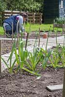 A row of developing Alliums with woman working in the background