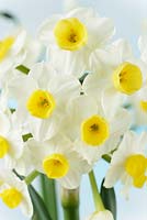 Narcissus 'Avalanche' AGM. Division 8 Tazetta Also known as Seventeen Sisters 
