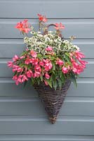 Pink themed wall basket planted with Pelargonium 'Frank Headley' and Begonia 'Blissful' Million Kisses series