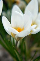 Crocus chrysanthus 'Ard Schenk'  dwarf bulb, March 