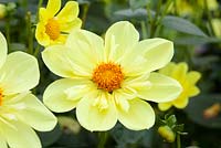 Dahlia 'Susan Gilbert' flowering in late summer