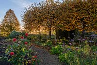 Autumn garden with Pollarded Beech trees