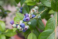 Vaccinium corymbosum - blueberry plant