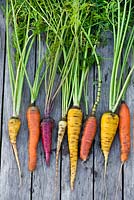 Freshly harvested carrots in different colours on a wooden table.