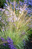 Variegated Purple Moor Grass, Molinia caerulea subspecies caerulea Variegata with Aster amellus Veilchenkonigin - Violet Queen.
