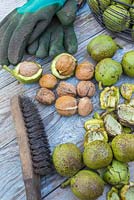 A collection of shelled English Walnuts - Juglans regia, ready to be cleaned with a wire brush