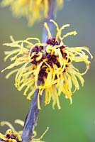 Hamamelis intermedia 'Barmstedt Gold'. Witch Hazel, Winterbloom. Shrub, January. Plant portrait of bright yellow scented flowers.
