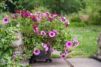 Glazed pot planted with Verbena 'Burgundy', Petunia 'Rose Vein' Surfinia series, Lobelia 'Trailing Red'