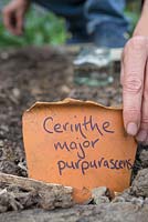 Adding Cerinthe major 'Purpurascens' label using broken terracotta pot