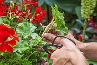 Taking semi-ripe cuttings of Pelargonium 'Villetta Red' Toscana series