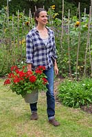 Woman carrying Pelargonium 'Villetta Red' Toscana series in metal bucket
