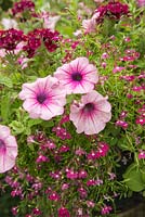 Planting combination of Petunia 'Rose Vein' Surfinia series, Lobelia 'Trailing Red' and Verbena 'Burgundy'
