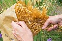 Collecting Stipa gigantea seeds. Storing a bunch of Stipa gigantea in a paper bag