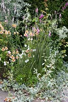 The Old Rectory, Kingston, Isle of Wight. Detail of border with Alstroemeria and Dierama