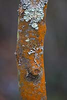 Amelanchier lamarckii bark with lichen.