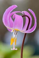 Erythronium revolutum Giant Pink Form, American Trout Lily, Trout Lily.