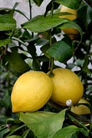 Citrus limon - Lemon 'Four Seasons'