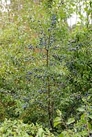 Prunus spinosa - Sloe Berries