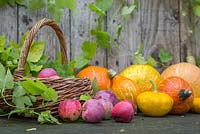 Autumnal display of Windfall Apples in wicker basket accompanied with Gourds, Pumpkins and Humulus lupulus 'Golden Tassels'