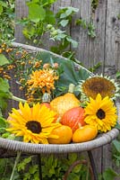 Autumnal display of Sunflowers, Gourds, Pumpkins, Chrysanthemum, Pyracantha and Humulus lupulus 'Golden Tassels' on a round wicker chair