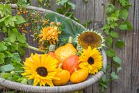 Autumnal display of Sunflowers, Gourds, Pumpkins, Chrysanthemum, Pyracantha and Humulus lupulus 'Golden Tassels' on a round wicker chair