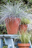 Festuca glauca 'Intense Blue', Carex comans 'Frosted Curls' and mixed grasses on blue ladder