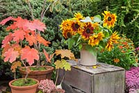 Autumnal display of Sunflowers in ceramic jug accompanied with potted Acer trees
