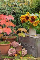 Autumnal display of Sunflowers in ceramic jug accompanied with potted Acer trees and Hydrangea flower heads