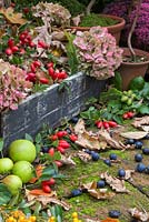 Autumnal display of Rose hips, Hydrangea flowers heads, wild Crab Apples and Sloe berries