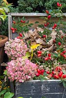Autumnal display of Rose hips, Hydrangea flowers heads and English Oak leaves