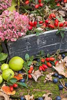 Autumnal display of Rose hips, Hydrangea flowers heads, wild Crab Apples and English Oak leaves