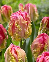 Tulipa Webers Parrot Spectrum