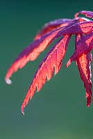 Acer palmatum 'Trompenburg' - Emerging Leaves 
