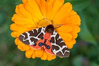 Arctia caja - Garden tiger moth on Calendula flower