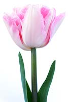 Tulipa 'Angelique'  