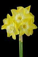 Narcissus 'Verdin' - Division 7 Jonquilla. As flower ages the centre lightens to creamy white 