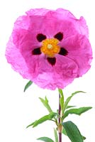 Cistus x purpureus AGM - Purple-flowered rock rose  