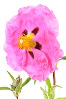 Cistus x purpureus AGM - Purple-flowered rock rose  