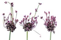 Allium 'Modern Art'