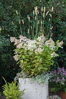 An Autumnal pot featuring Ajuga reptans 'Burgundy Glow', Pennisetum massaicum 'Red Bunny Tails', Hydrangea paniculata 'Grandiflora' and Variegated Ivy