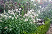 Pennisetum villosum in box hedging edged border with hazel rod stakes and dahlias in background. 