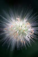 Pennisetum villosum grass - seed head 