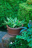 Low brick wall with a earthenware pot of hostas beside a clipped box hedge and an acer in the background. Contrasting foliage. 