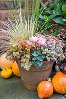 Golden Autumnal pot featuring Heuchera 'Marmalade', Carex trifida 'Rekohu Sunrise', Ajuga reptans 'Burgundy Glow', Abelia x grandiflora and Cyclamen